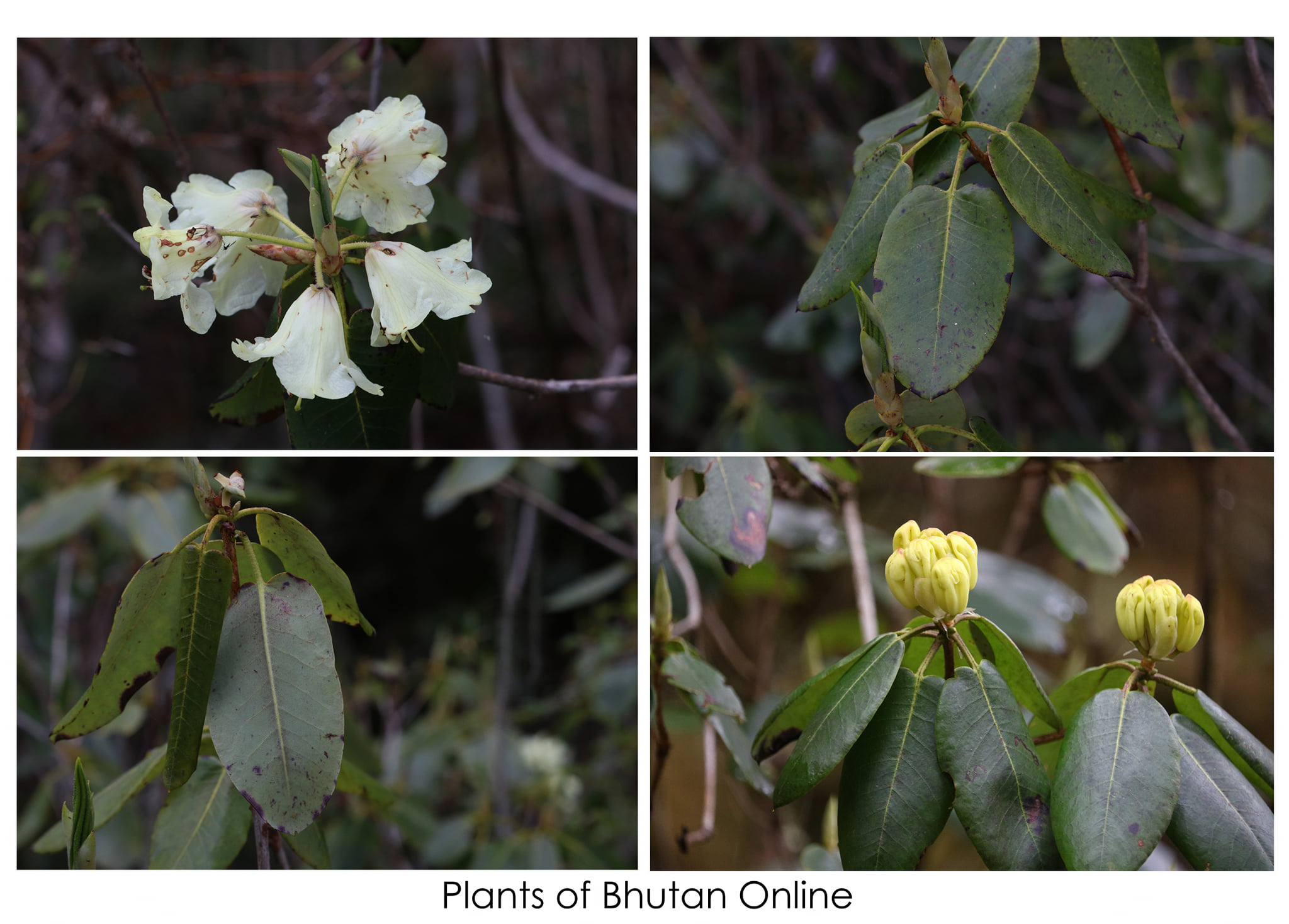 Rhododendron Campylocarpum