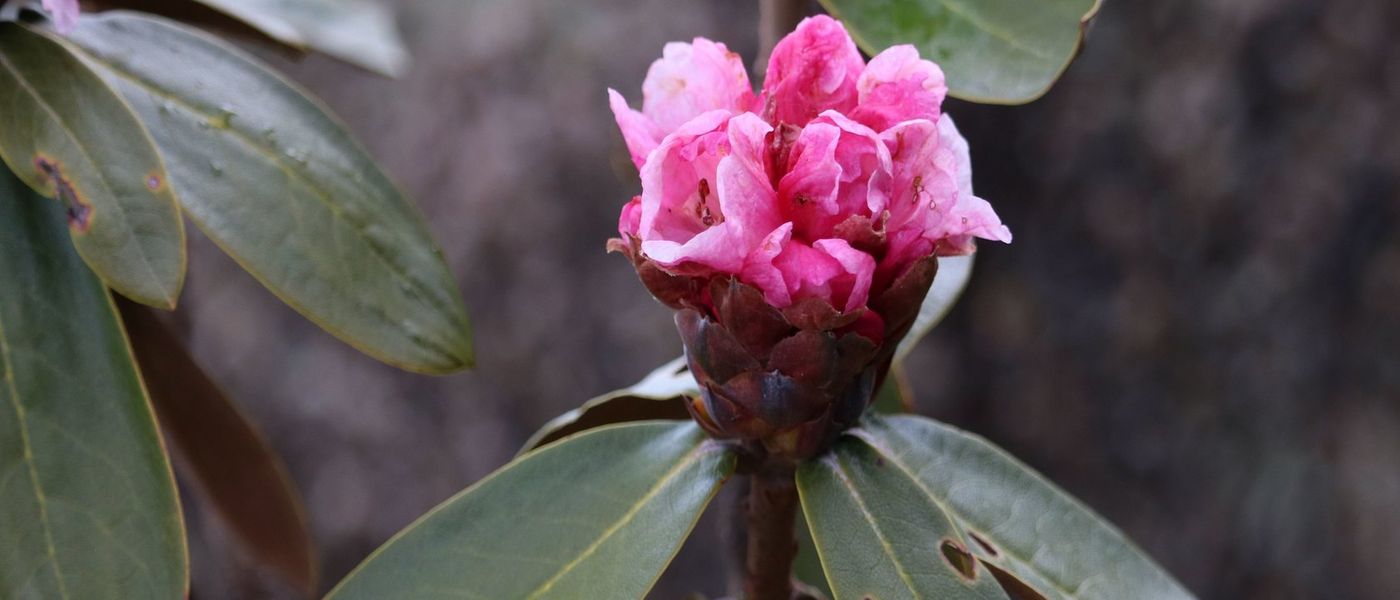 Rhododendron bhutanense